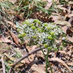 Allium tuberosum (Garlic Chives) at Isaacs Ridge and Nearby - 27 Feb 2024 by Mike