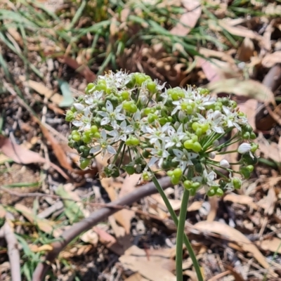 Allium tuberosum (Garlic Chives) at Isaacs Ridge and Nearby - 27 Feb 2024 by Mike