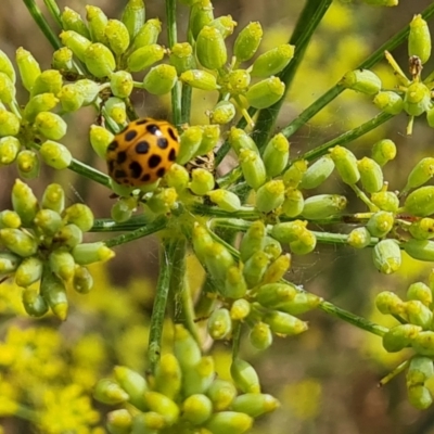 Harmonia conformis (Common Spotted Ladybird) at Isaacs, ACT - 27 Feb 2024 by Mike