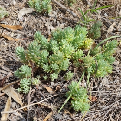 Sedum sp. (A Stonecrop) at Isaacs, ACT - 27 Feb 2024 by Mike