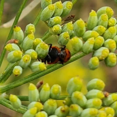 Hippodamia variegata (Spotted Amber Ladybird) at Isaacs, ACT - 27 Feb 2024 by Mike