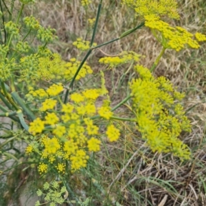 Foeniculum vulgare at Isaacs, ACT - 27 Feb 2024