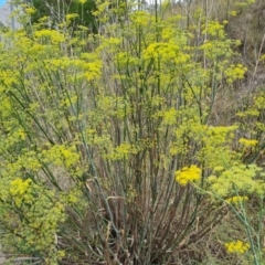 Foeniculum vulgare at Isaacs, ACT - 27 Feb 2024