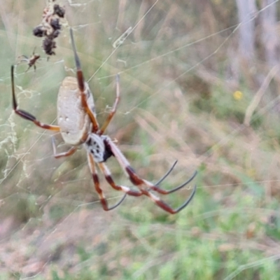 Trichonephila edulis (Golden orb weaver) at Farrer, ACT - 27 Feb 2024 by Mike
