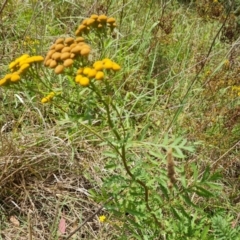 Tanacetum vulgare (Tansy) at Isaacs Ridge and Nearby - 27 Feb 2024 by Mike