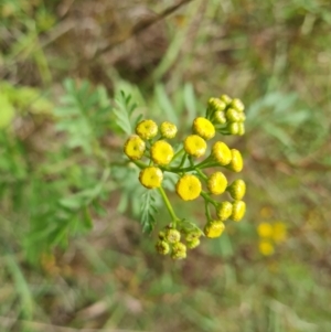 Tanacetum vulgare at Isaacs Ridge and Nearby - 27 Feb 2024 02:21 PM