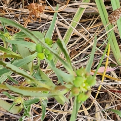Euphorbia davidii (David's Spurge) at Isaacs, ACT - 27 Feb 2024 by Mike