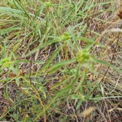 Euphorbia davidii at Isaacs Ridge and Nearby - 27 Feb 2024