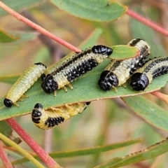 Paropsis atomaria (Eucalyptus leaf beetle) at The Pinnacle - 27 Feb 2024 by sangio7