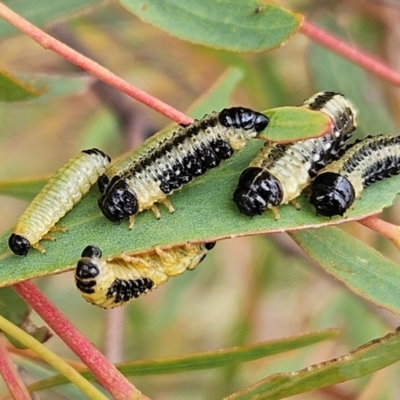 Paropsis atomaria (Eucalyptus leaf beetle) at The Pinnacle - 26 Feb 2024 by sangio7