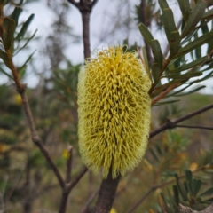 Banksia marginata (Silver Banksia) at QPRC LGA - 27 Feb 2024 by Csteele4