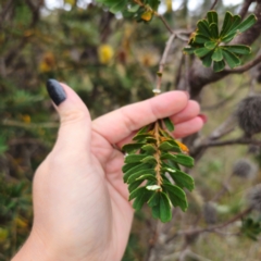 Banksia marginata at QPRC LGA - 27 Feb 2024