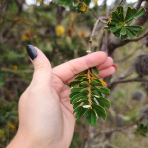 Banksia marginata at QPRC LGA - 27 Feb 2024