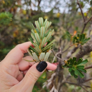 Banksia marginata at QPRC LGA - 27 Feb 2024