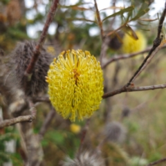 Banksia marginata at QPRC LGA - 27 Feb 2024