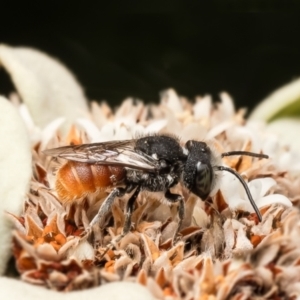 Megachile (Rhodomegachile) deanii at ANBG - 27 Feb 2024 02:53 PM