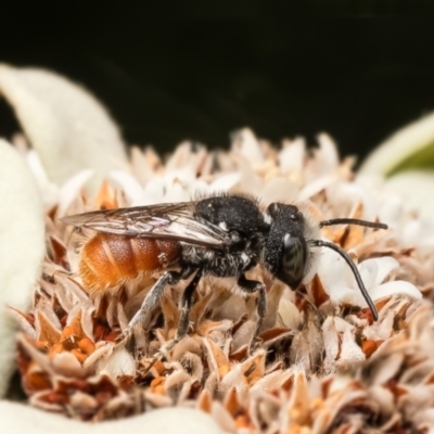 Megachile (Rhodomegachile) deanii at ANBG - 27 Feb 2024 by Roger