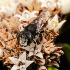 Megachile (Rhodomegachile) deanii at ANBG - 27 Feb 2024 02:53 PM