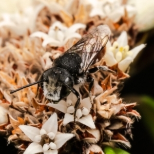 Megachile (Rhodomegachile) deanii at ANBG - 27 Feb 2024 02:53 PM