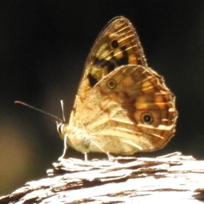 Heteronympha paradelpha (Spotted Brown) at Acton, ACT - 26 Feb 2024 by JohnBundock