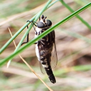 Apiocera moerens at Aranda Bushland - 27 Feb 2024 08:25 AM