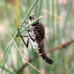 Apiocera moerens at Aranda Bushland - 27 Feb 2024 08:25 AM