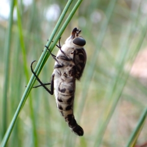 Apiocera moerens at Aranda Bushland - 27 Feb 2024 08:25 AM