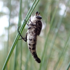 Apiocera moerens at Aranda Bushland - 27 Feb 2024 08:25 AM