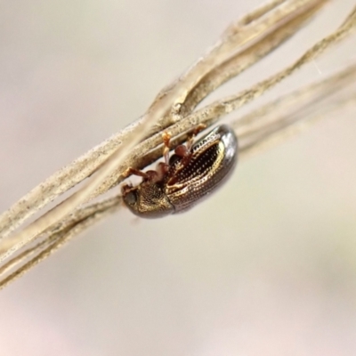 Eboo sp. (genus) at Cook, ACT - 26 Feb 2024 by CathB