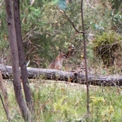 Notamacropus rufogriseus (Red-necked Wallaby) at Aranda Bushland - 27 Feb 2024 by CathB