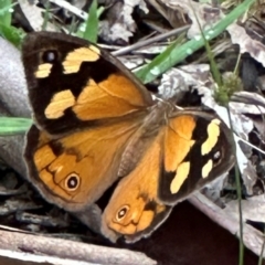 Heteronympha merope (Common Brown Butterfly) at Kangaroo Valley, NSW - 27 Feb 2024 by lbradleyKV