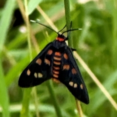 Amata chromatica (A Handmaiden moth (Ctenuchini)) at Kangaroo Valley, NSW - 27 Feb 2024 by lbradleyKV