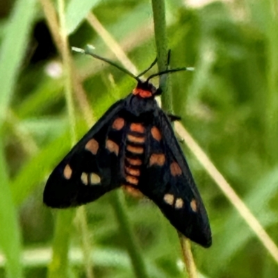 Amata chromatica (A Handmaiden moth (Ctenuchini)) at  - suppressed by lbradley