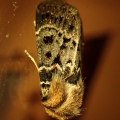 Proteuxoa sanguinipuncta (Blood-spotted Noctuid) at Cook, ACT - 26 Feb 2024 by CathB