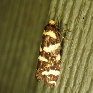 Lepidoscia confluens at Cook, ACT - 26 Feb 2024