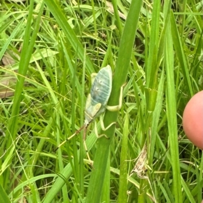 Amorbus alternatus (Eucalyptus Tip Bug) at Kangaroo Valley, NSW - 27 Feb 2024 by lbradley