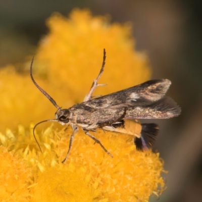 Eretmocera (genus) (Scythrididae family) at Dunlop Grasslands - 27 Feb 2024 by kasiaaus