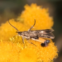 Eretmocera (genus) (Scythrididae family) at Fraser, ACT - 27 Feb 2024