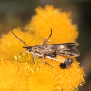 Eretmocera (genus) (Scythrididae family) at Fraser, ACT - 27 Feb 2024 02:47 PM