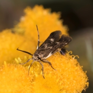 Eretmocera (genus) (Scythrididae family) at Fraser, ACT - 27 Feb 2024