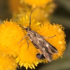 Eretmocera (genus) (Scythrididae family) at Fraser, ACT - 27 Feb 2024 02:47 PM