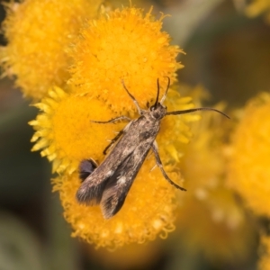 Eretmocera (genus) (Scythrididae family) at Fraser, ACT - 27 Feb 2024