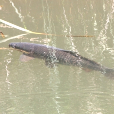 Cyprinus carpio (Common Carp) at Cooma, NSW - 27 Feb 2024 by mahargiani