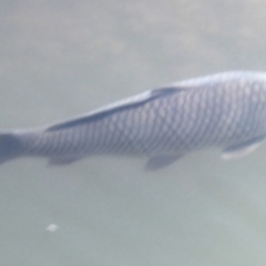 Cyprinus carpio at Cooma North Ridge Reserve - 27 Feb 2024