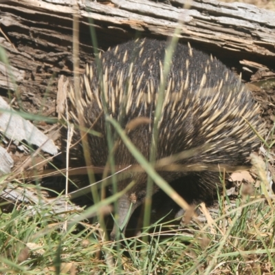 Tachyglossus aculeatus (Short-beaked Echidna) at Cooma, NSW - 27 Feb 2024 by mahargiani