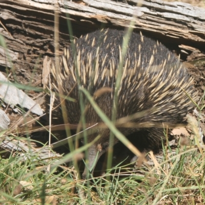 Tachyglossus aculeatus (Short-beaked Echidna) at Cooma North Ridge Reserve - 27 Feb 2024 by mahargiani