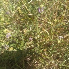 Cullen tenax (Tough Scurf-Pea) at Cooma North Ridge Reserve - 27 Feb 2024 by mahargiani