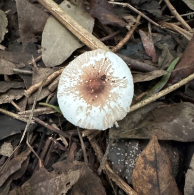 Unidentified Cap on a stem; gills below cap [mushrooms or mushroom-like] at Kangaroo Valley, NSW - 27 Feb 2024 by lbradleyKV