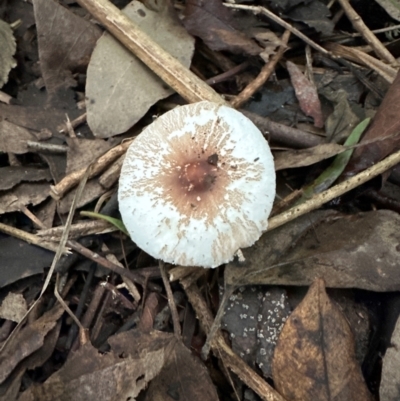 Leucoagaricus sp. at Kangaroo Valley, NSW - 27 Feb 2024 by lbradley