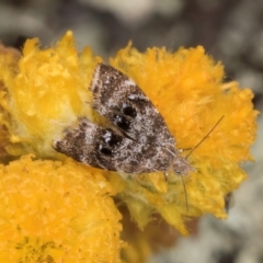 Asterivora (genus) (A Metalmark moth (Choreutidae)) at Dunlop Grasslands - 27 Feb 2024 by kasiaaus